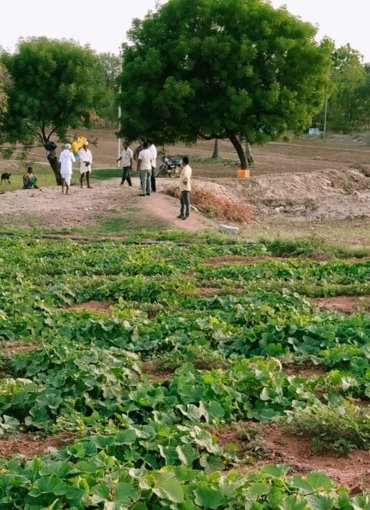 Suresh Forestry Network